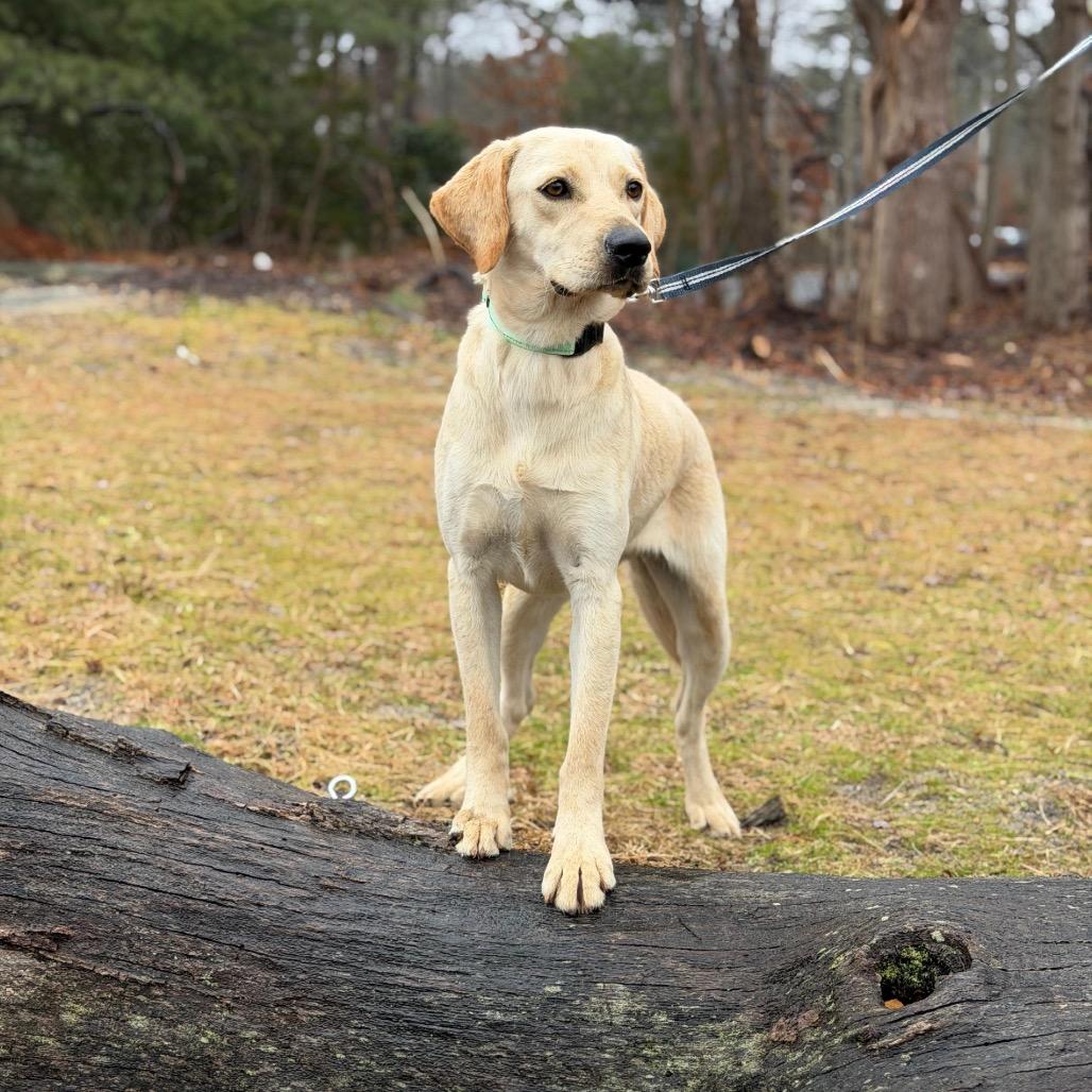 Enlarge CALLAHAN, a Adoptable Labrador Retriever in Atco, NJ image 2/6
