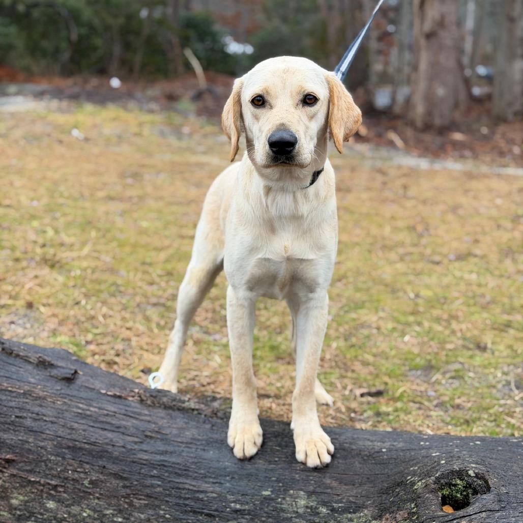Enlarge CALLAHAN, a Adoptable Labrador Retriever in Atco, NJ image 3/6