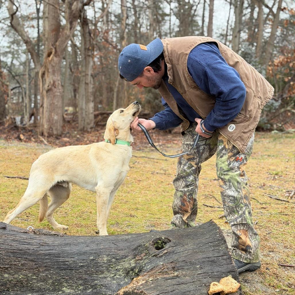 Enlarge CALLAHAN, a Adoptable Labrador Retriever in Atco, NJ image 4/6