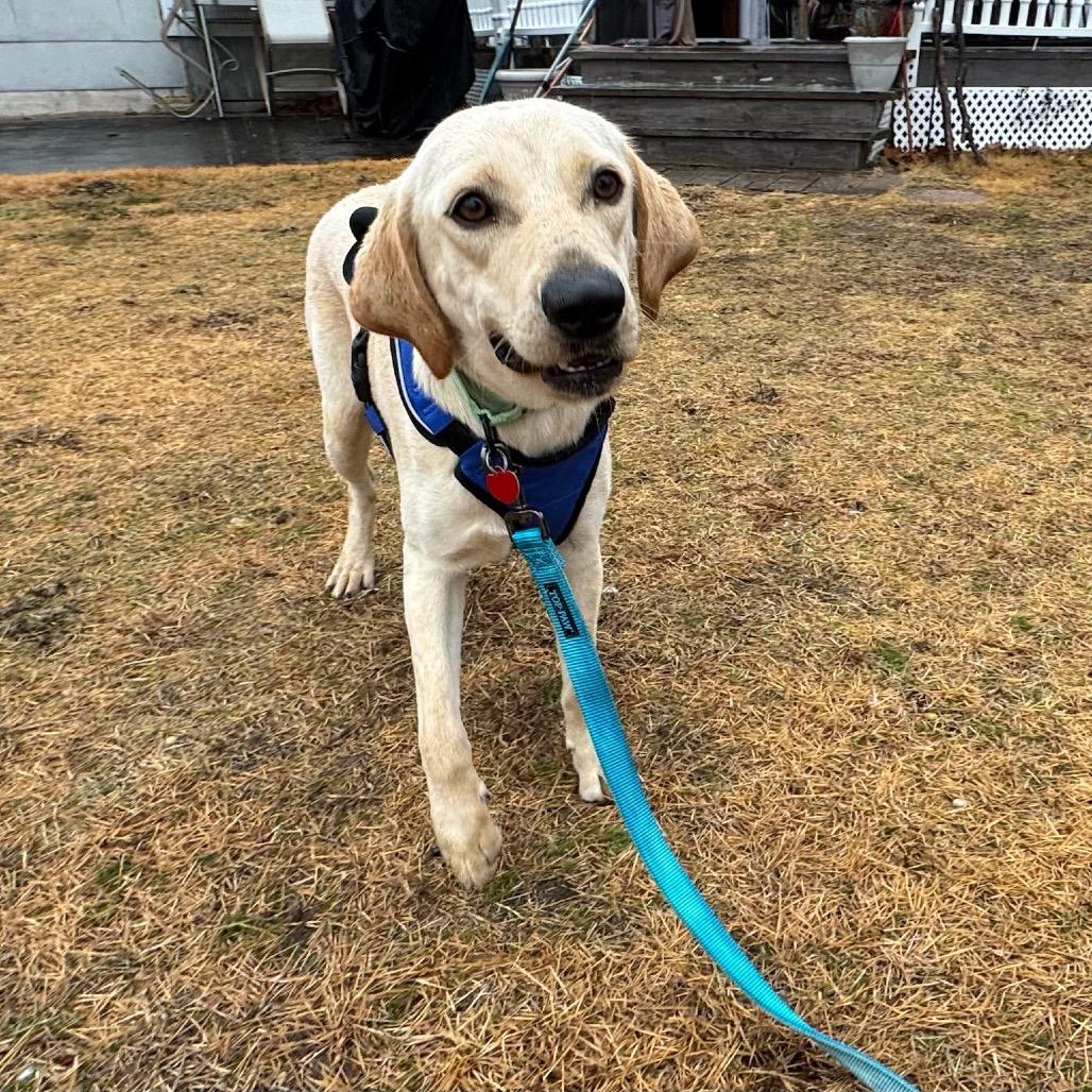 Enlarge CALLAHAN, a Adoptable Labrador Retriever in Atco, NJ image 5/6