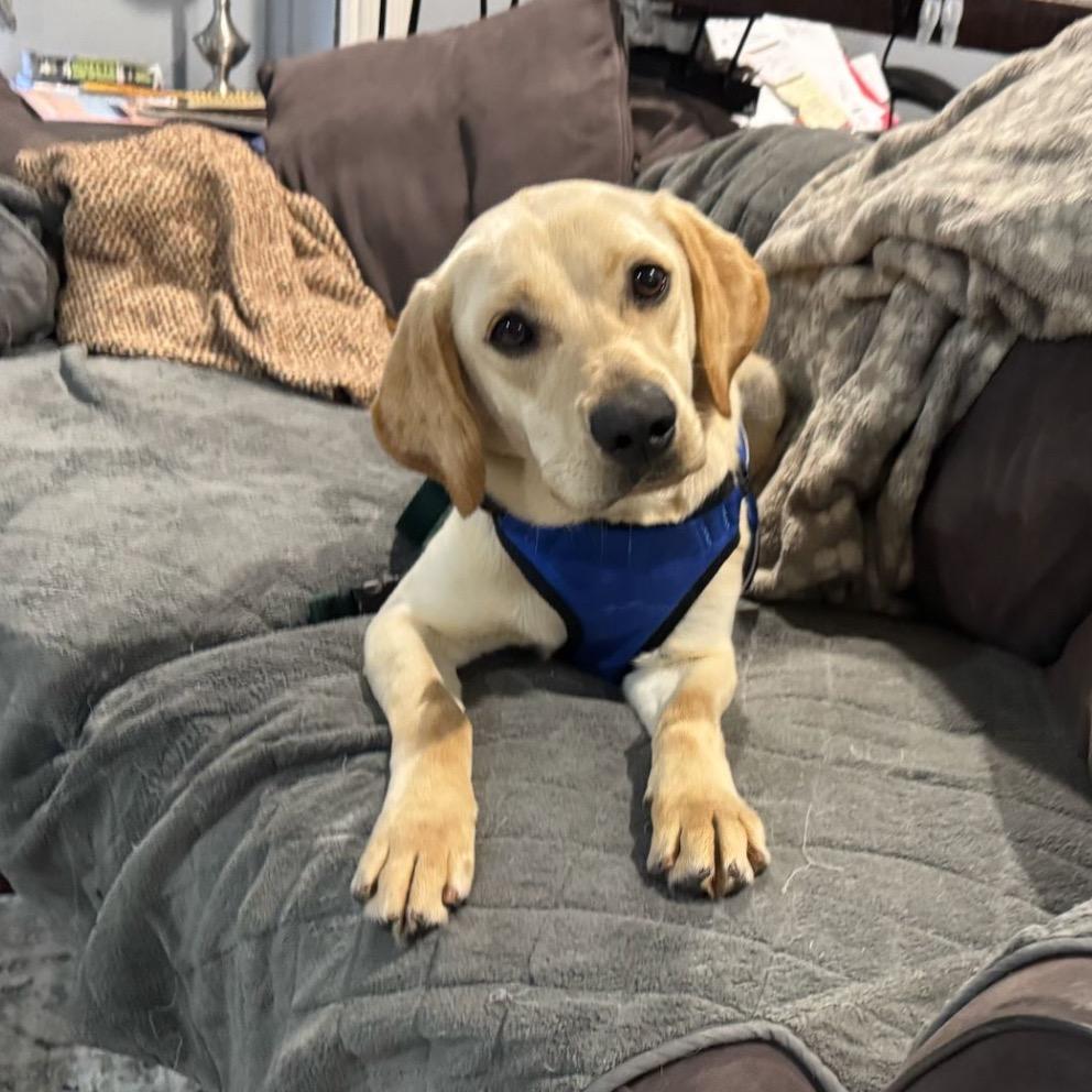 Enlarge CALLAHAN, a Adoptable Labrador Retriever in Atco, NJ image 6/6