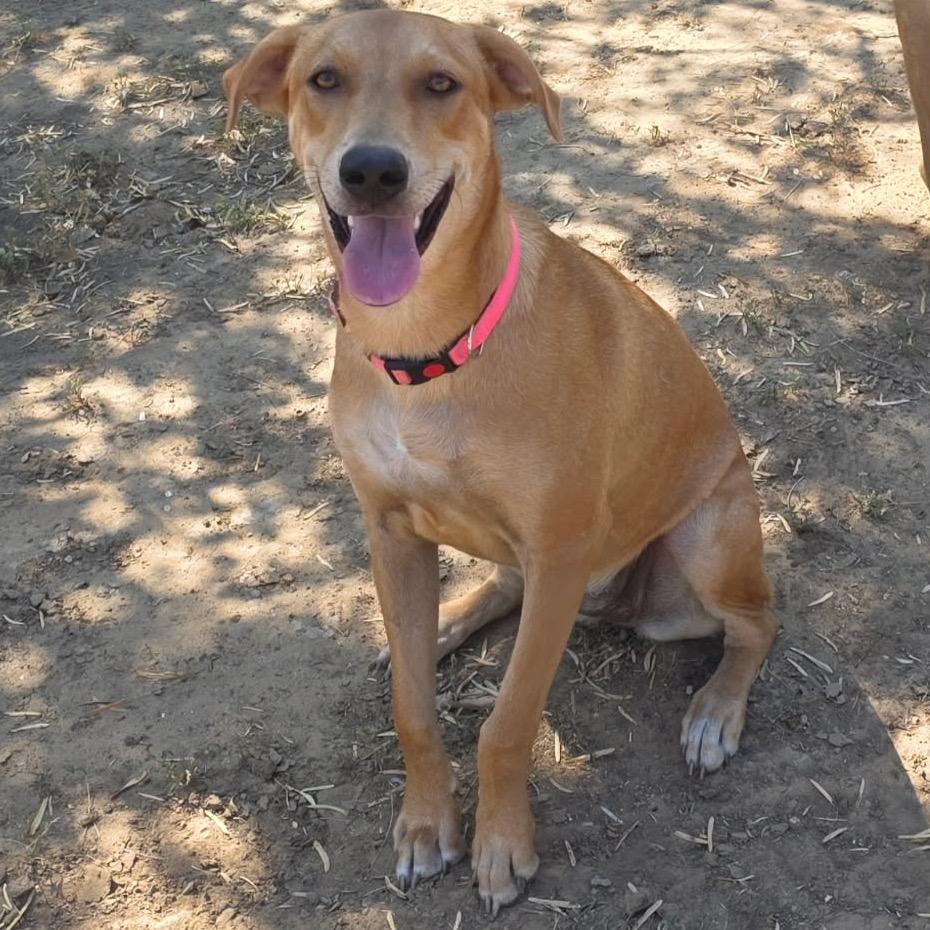 Sweetie, Adoptable, Young Female Coonhound & Mixed Breed.