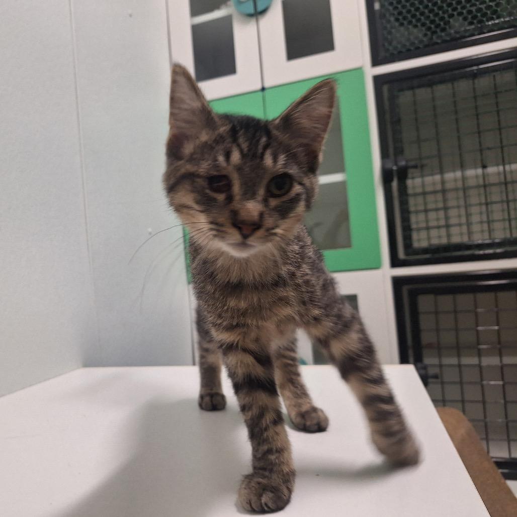 Jello, a Adoptable Domestic Short Hair in Albert Lea, MN image 1/6