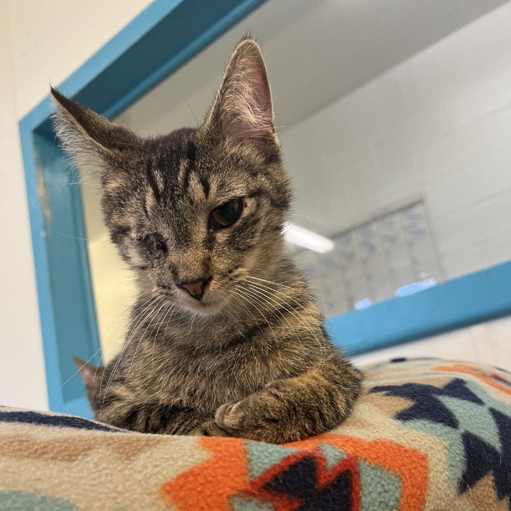 Jello, Adoptable, Young Male Domestic Short Hair.