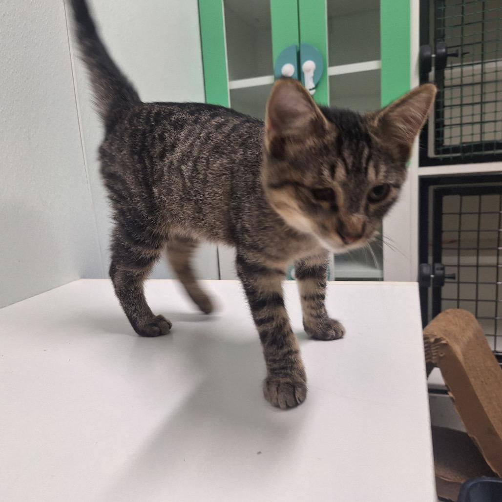 Jello, a Adoptable Domestic Short Hair in Albert Lea, MN image 2/6