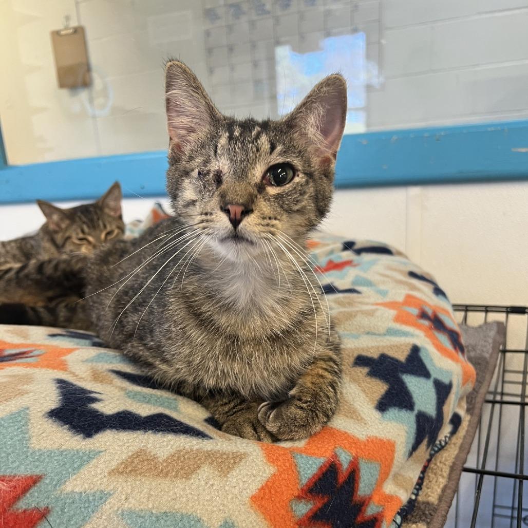 Enlarge Jello, a Adoptable Domestic Short Hair in Albert Lea, MN image 2/3