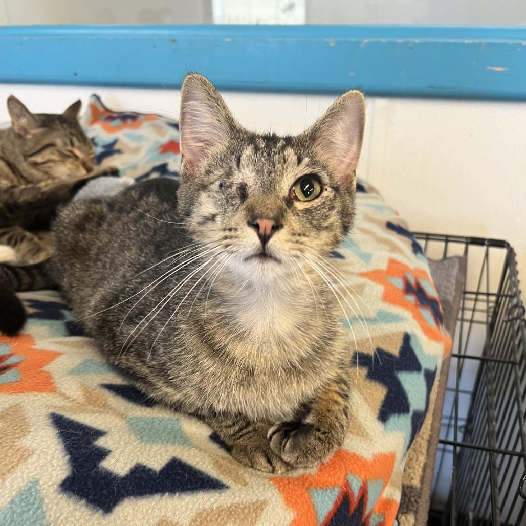 Enlarge Jello, a Adoptable Domestic Short Hair in Albert Lea, MN image 3/3