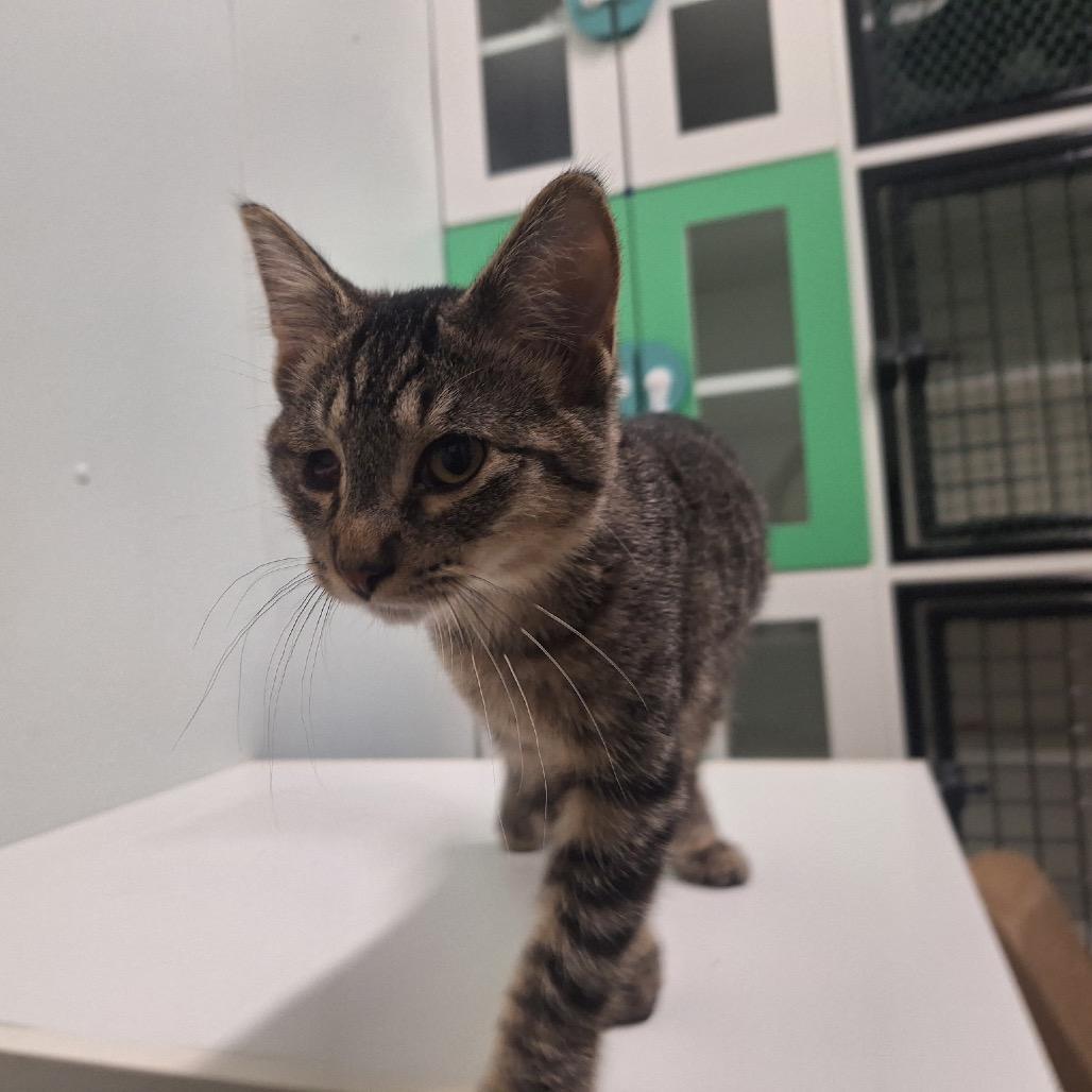 Jello, a Adoptable Domestic Short Hair in Albert Lea, MN image 3/6