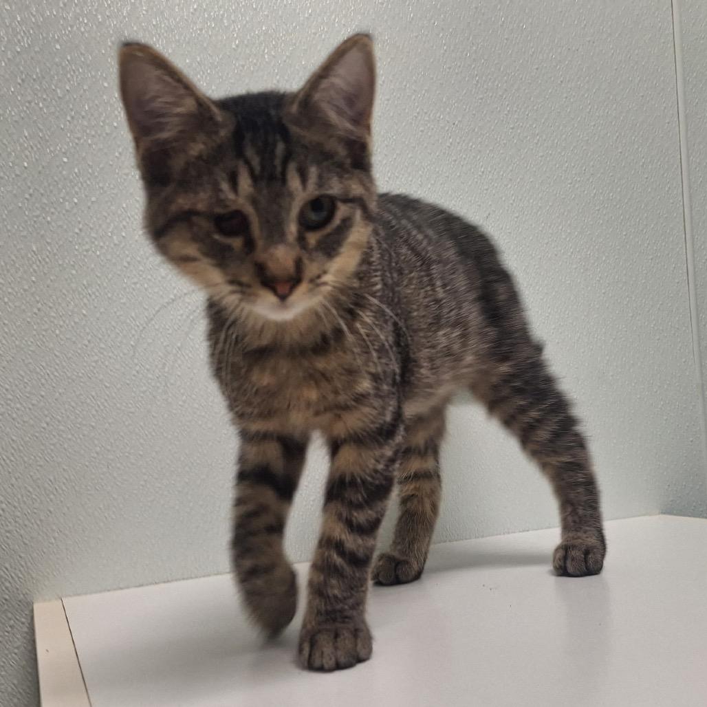 Jello, a Adoptable Domestic Short Hair in Albert Lea, MN image 4/6