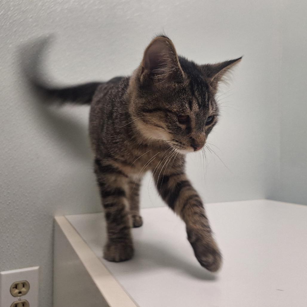 Jello, a Adoptable Domestic Short Hair in Albert Lea, MN image 5/6