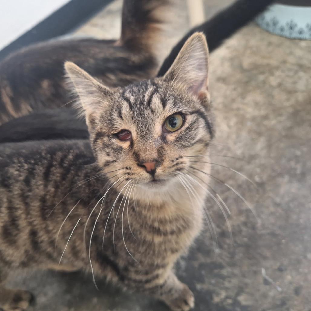 Jello, a Adoptable Domestic Short Hair in Albert Lea, MN image 6/6