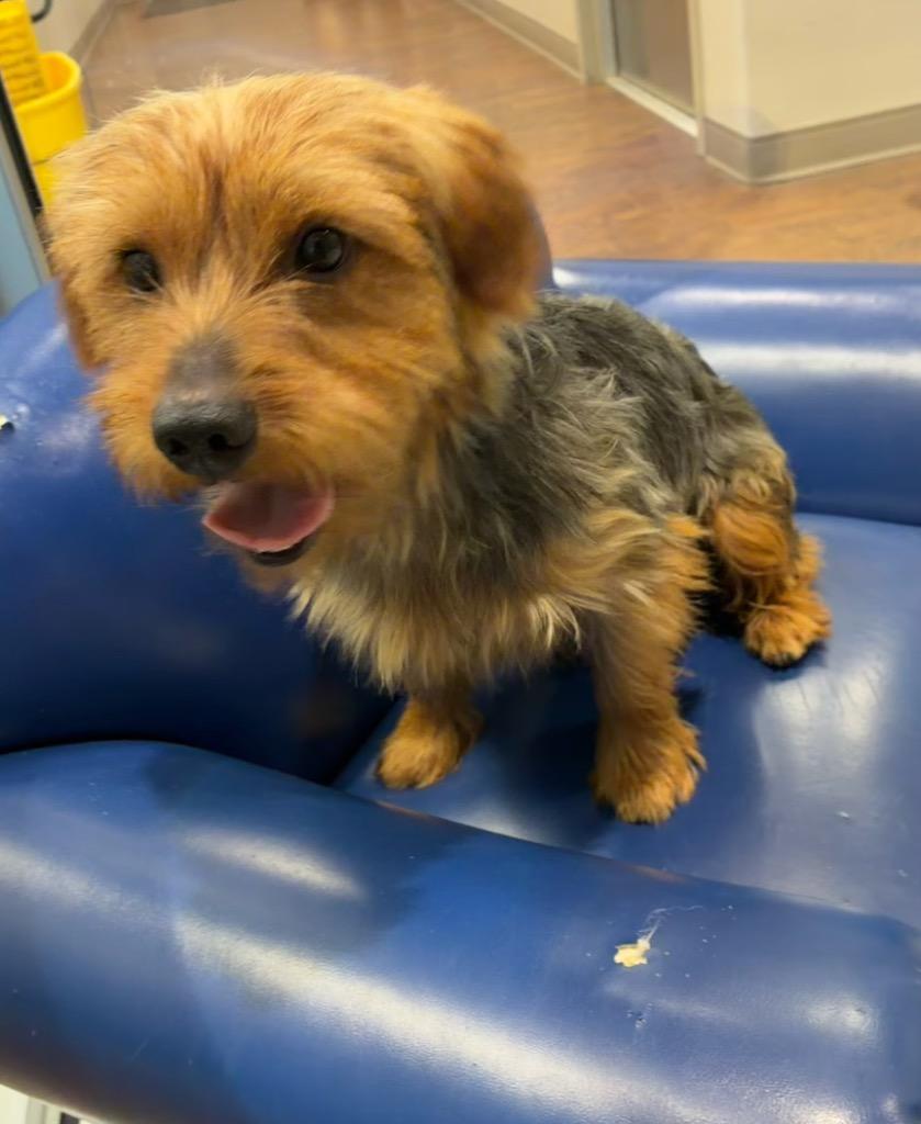 Tim, Adoptable, Young Male Yorkshire Terrier & Silky Terrier.