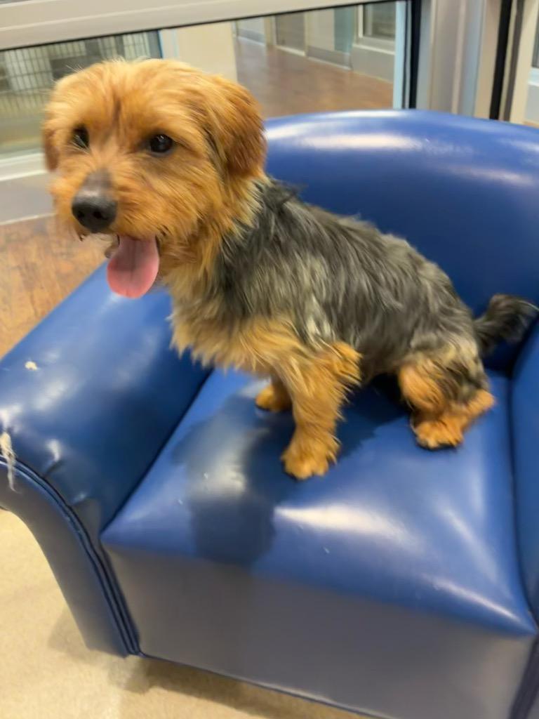 Enlarge Tim, a Adoptable mixed breed in Seguin, TX image 2/2