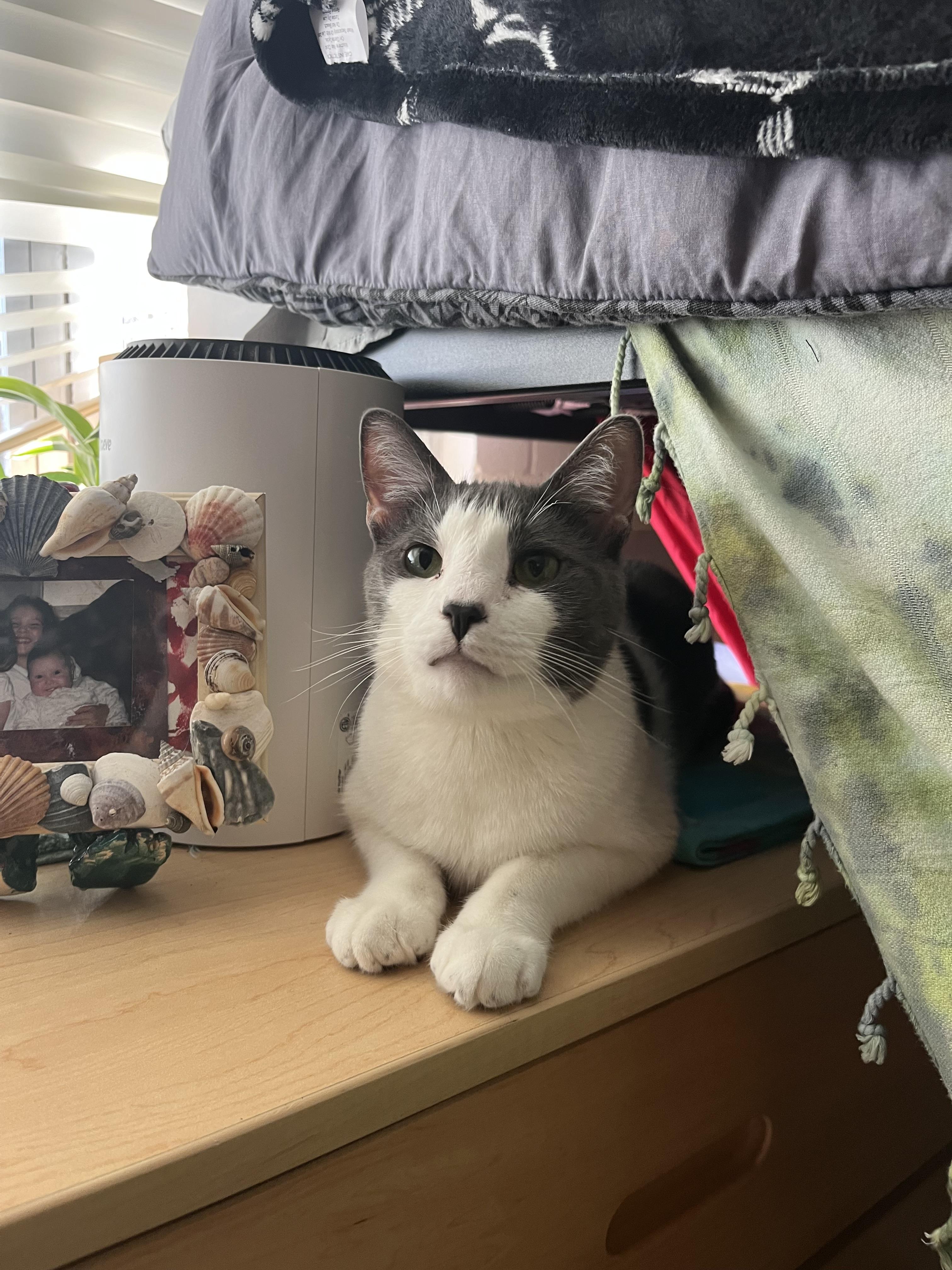 Enlarge Aster, a Adoptable mixed breed in St Petersburg, FL image 1/6