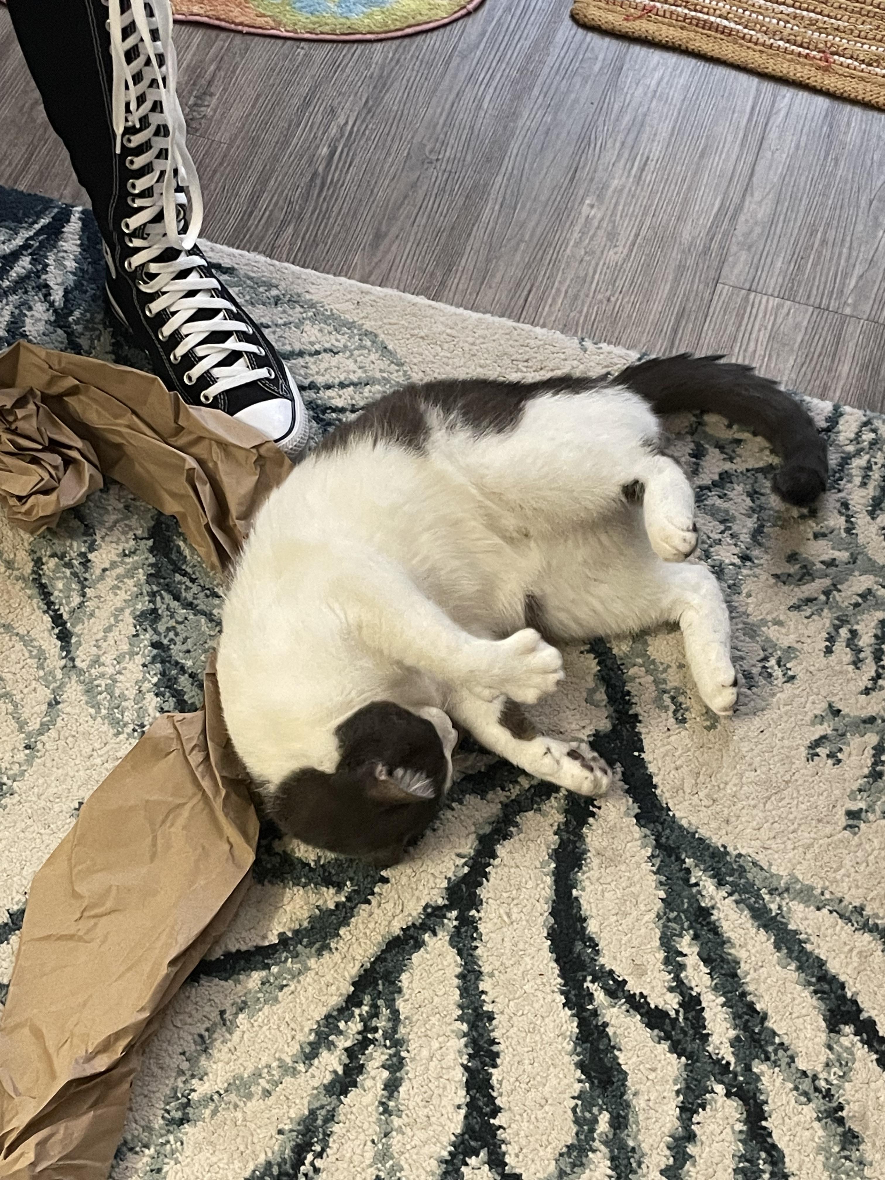 Enlarge Aster, a Adoptable mixed breed in St Petersburg, FL image 2/6