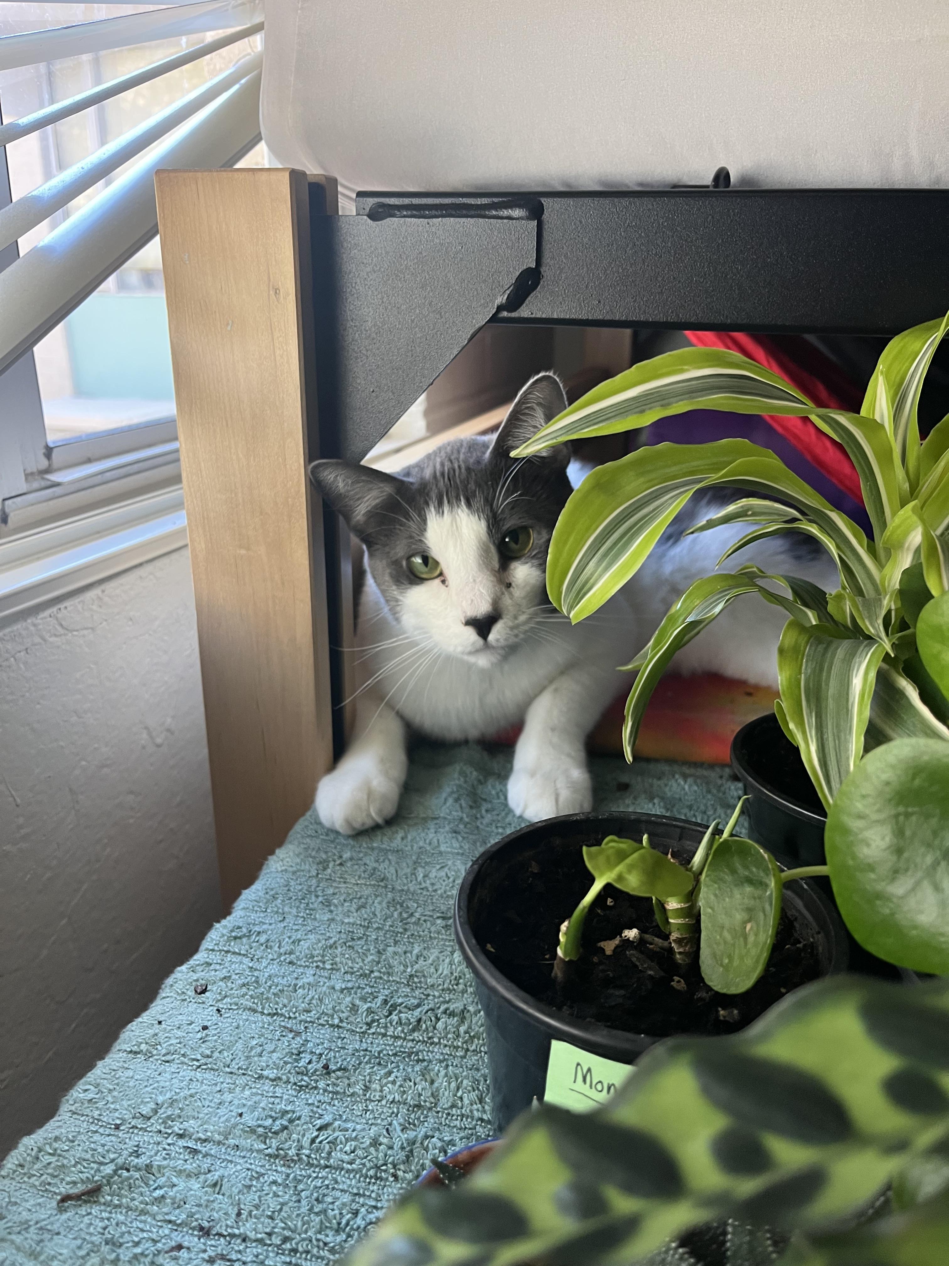 Enlarge Aster, a Adoptable mixed breed in St Petersburg, FL image 3/6