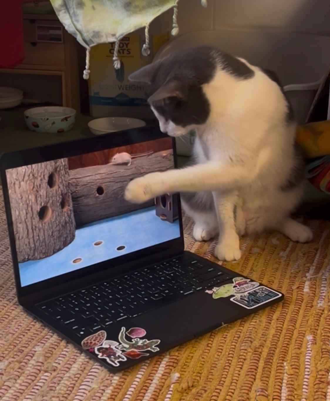 Enlarge Aster, a Adoptable mixed breed in St Petersburg, FL image 4/6