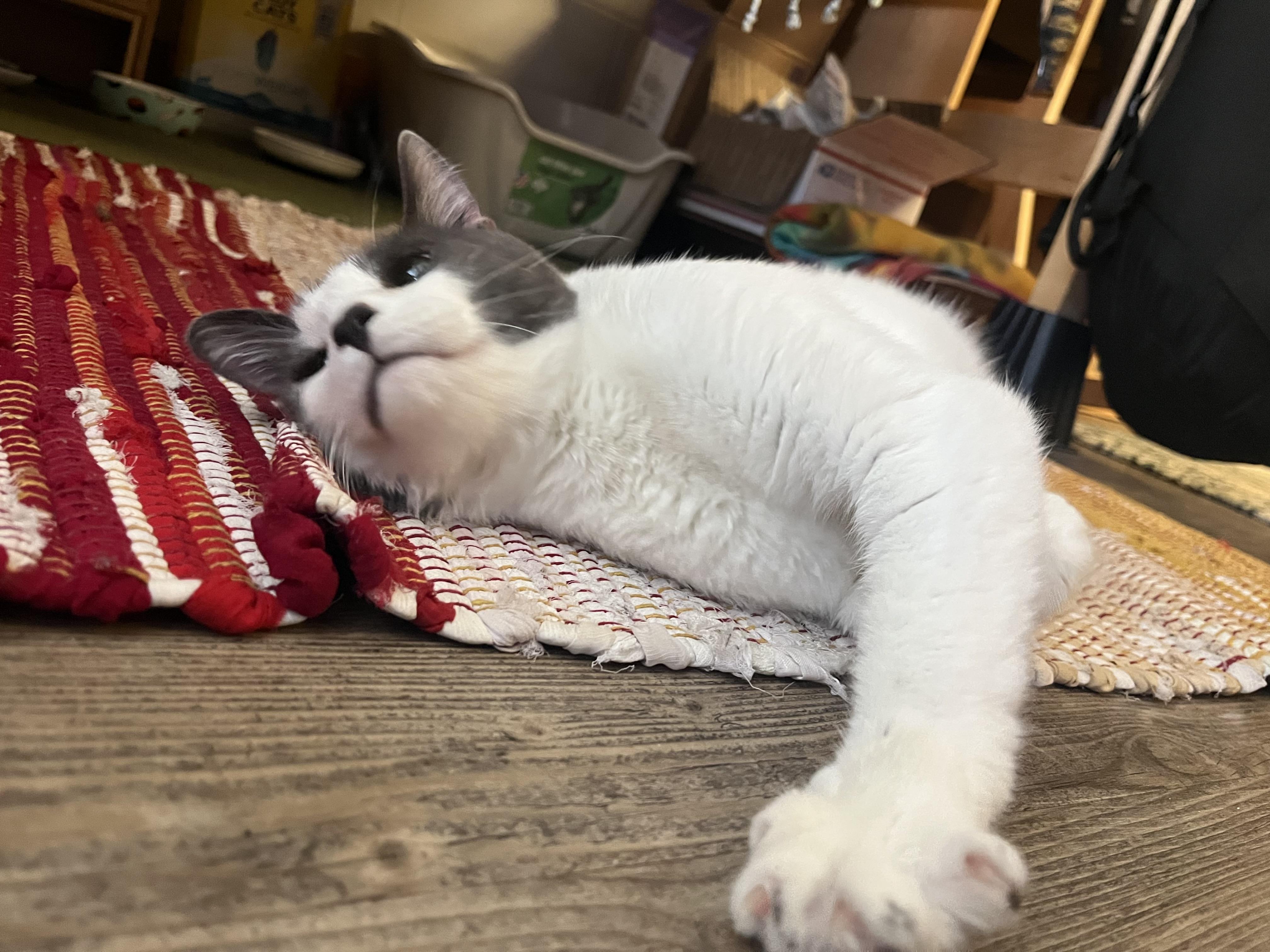 Enlarge Aster, a Adoptable mixed breed in St Petersburg, FL image 5/6