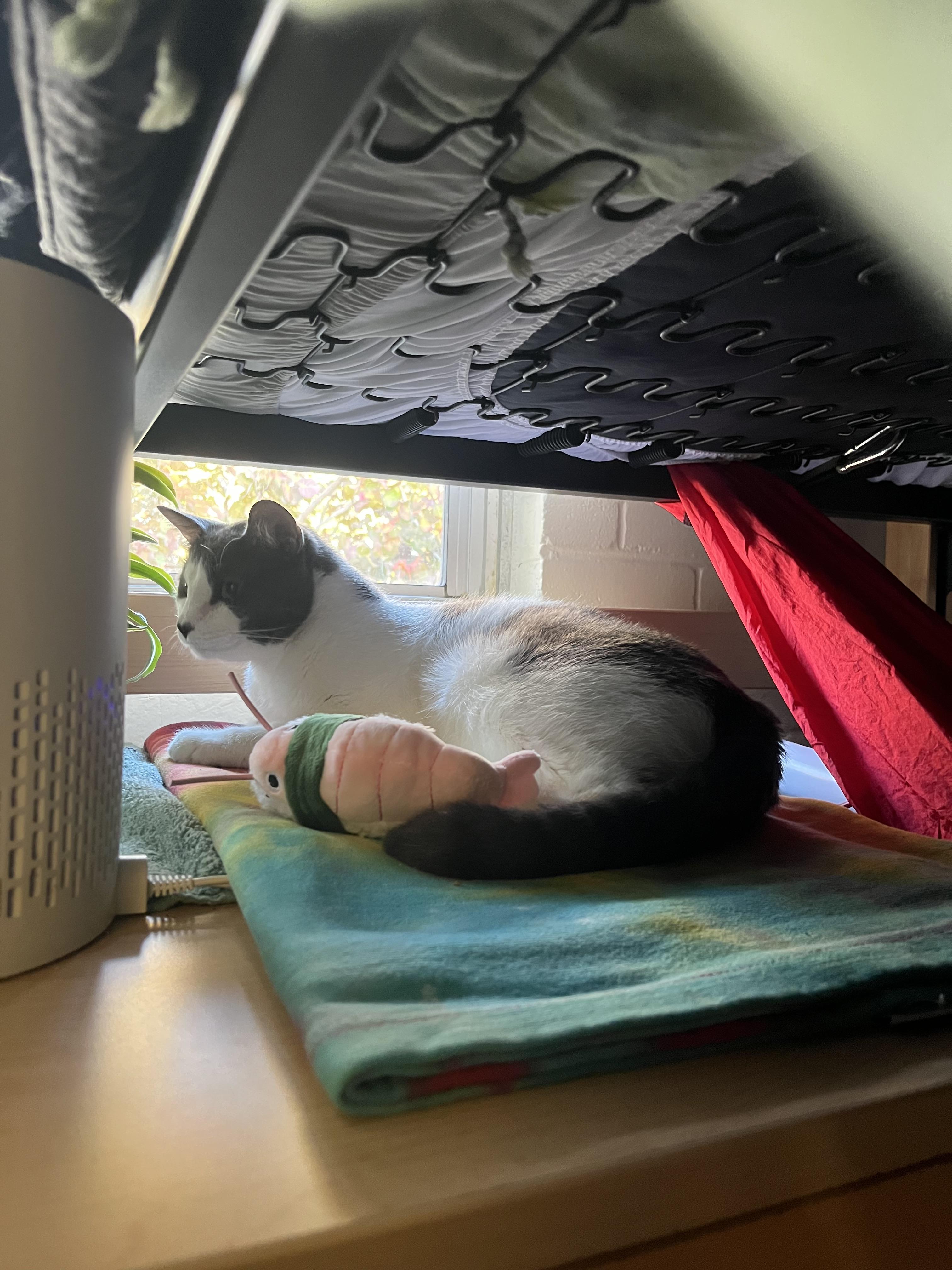 Enlarge Aster, a Adoptable mixed breed in St Petersburg, FL image 6/6