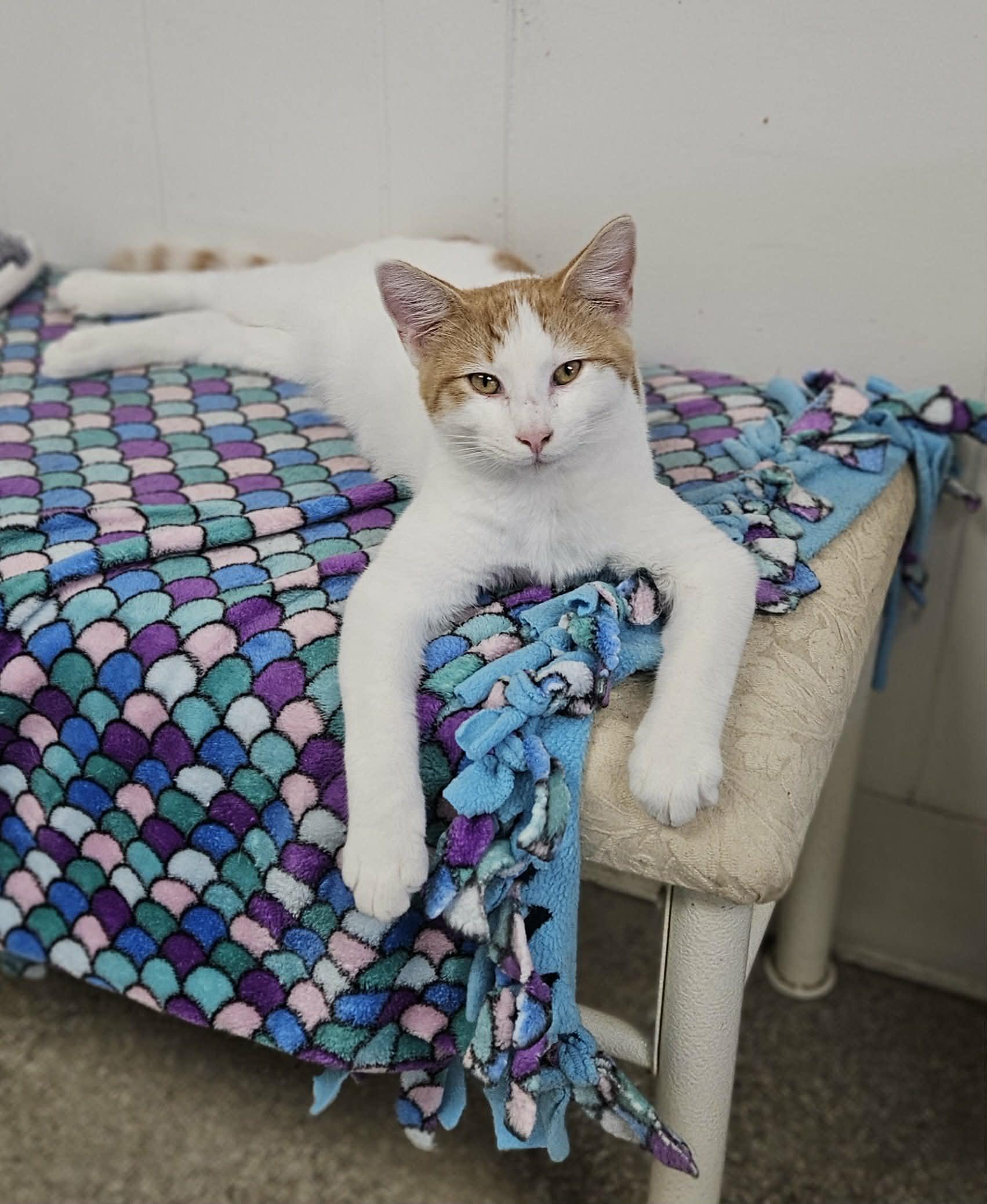 Enlarge Cornbread, a Adoptable Domestic Short Hair in Wapakoneta, OH image 2/5