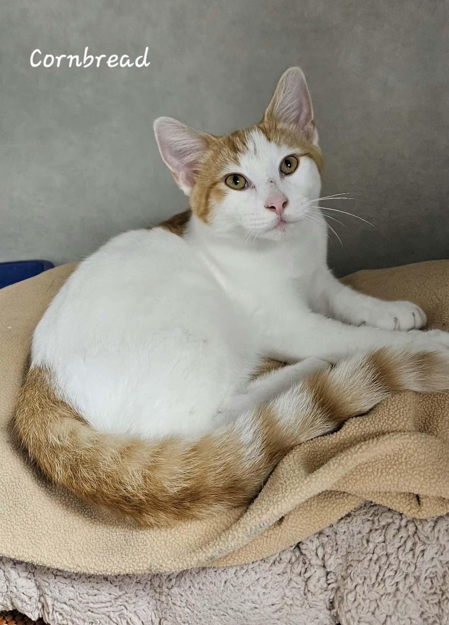 Enlarge Cornbread, a Adoptable Domestic Short Hair in Wapakoneta, OH image 4/5