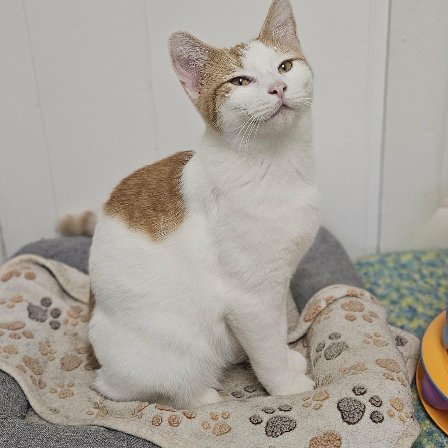 Enlarge Cornbread, a Adoptable Domestic Short Hair in Wapakoneta, OH image 3/5