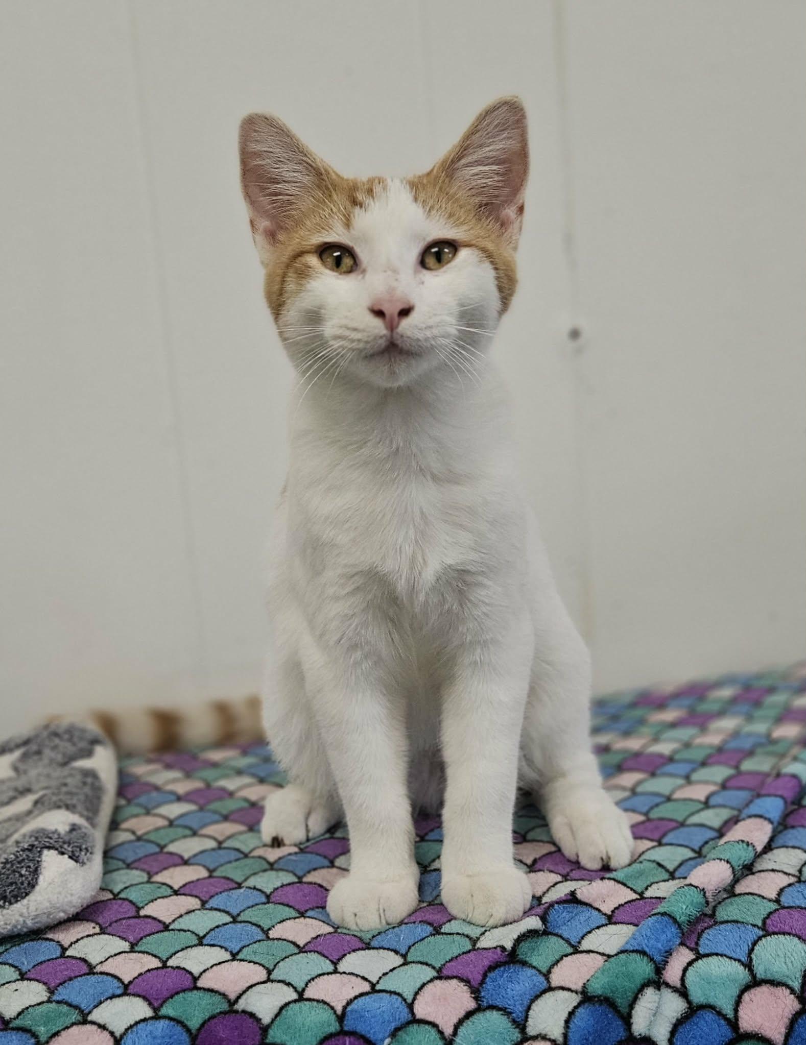 Cornbread, Adoptable, Young Male Domestic Short Hair.