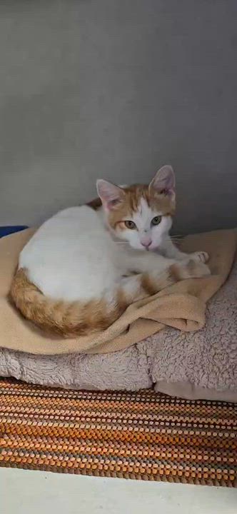 Enlarge Cornbread, a Adoptable Domestic Short Hair in Wapakoneta, OH video 5/5