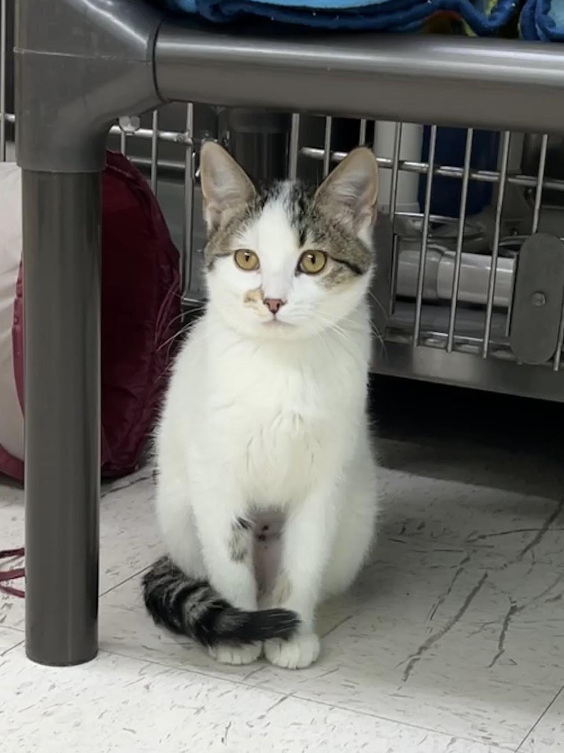 Jasmine, adopted, Young Female Domestic Short Hair.