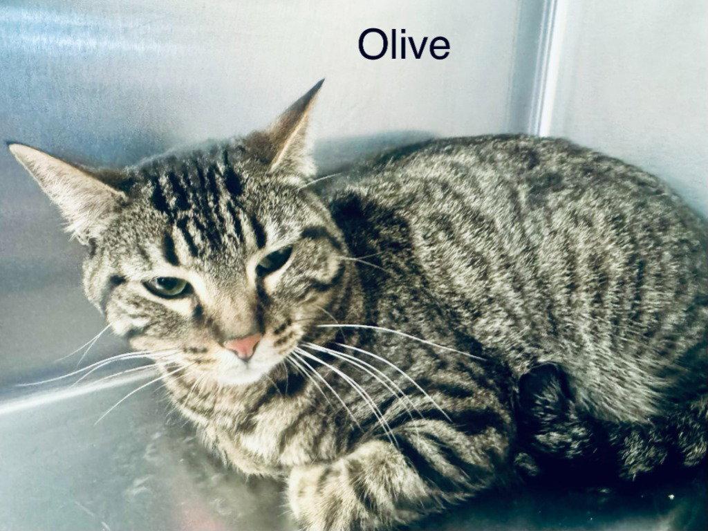 Olive, Adoptable, Adult Female Domestic Short Hair.
