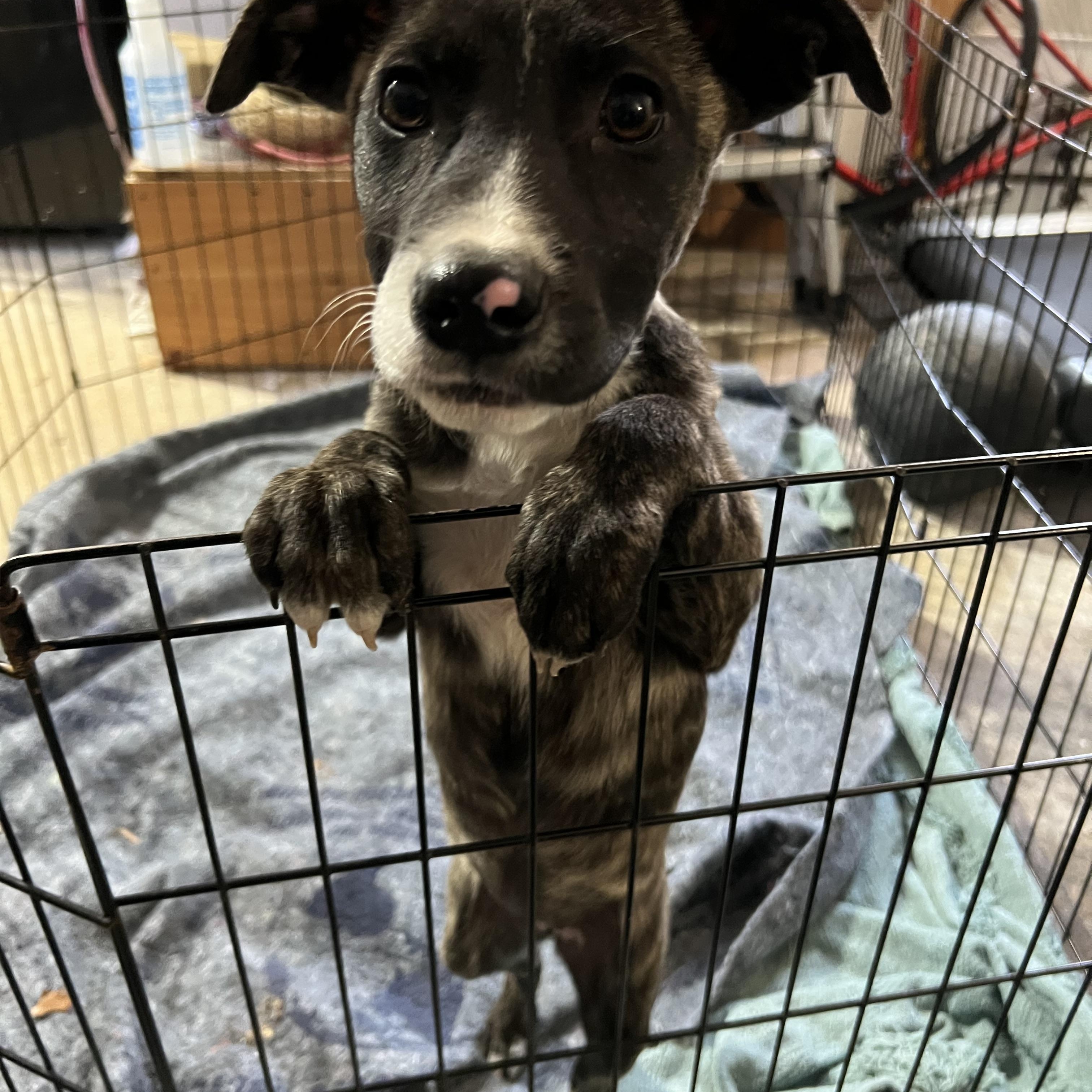 Enlarge Pinky, a Adoptable mixed breed in Potomac, MD image 6/6
