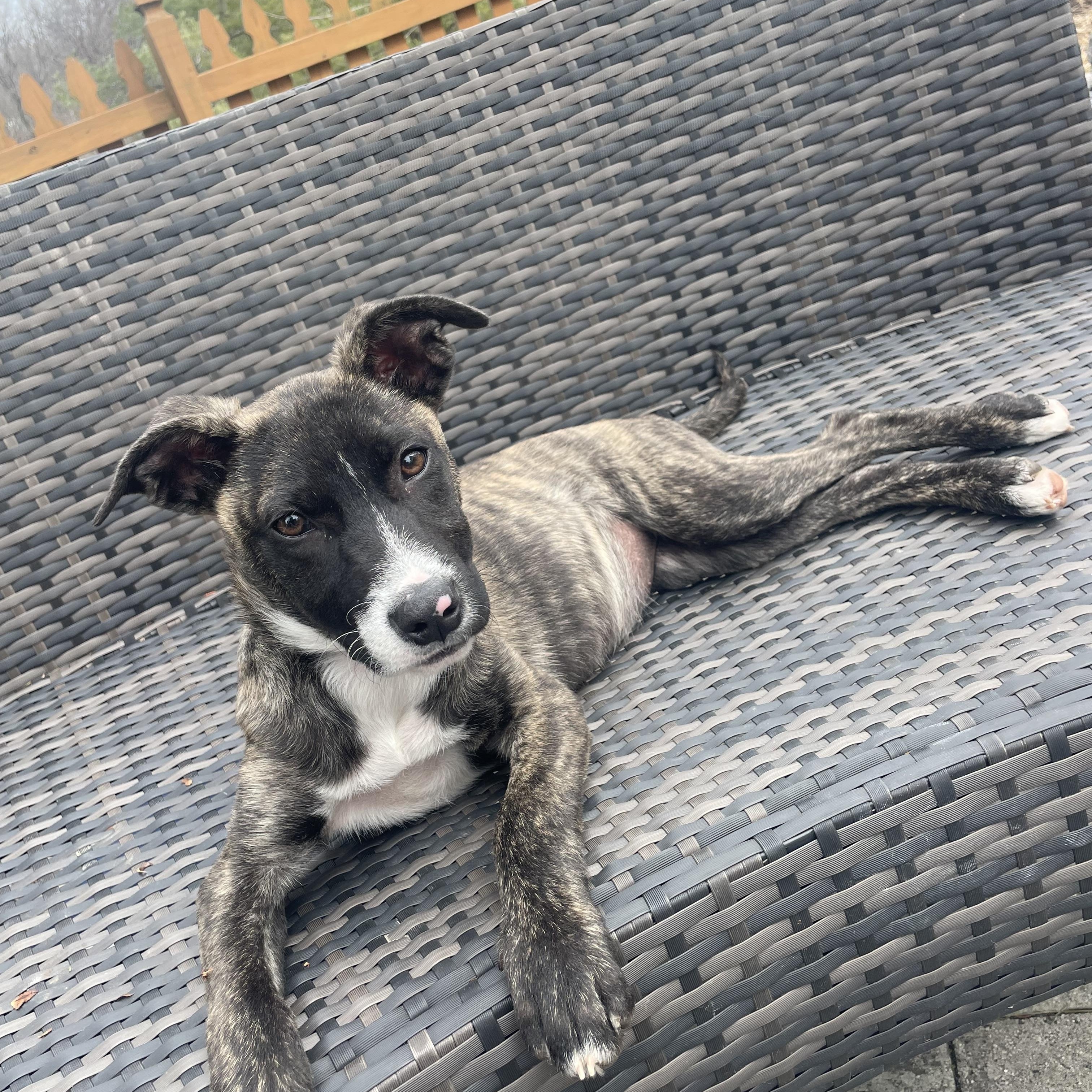 Enlarge Pinky, a Adoptable mixed breed in Potomac, MD image 2/6