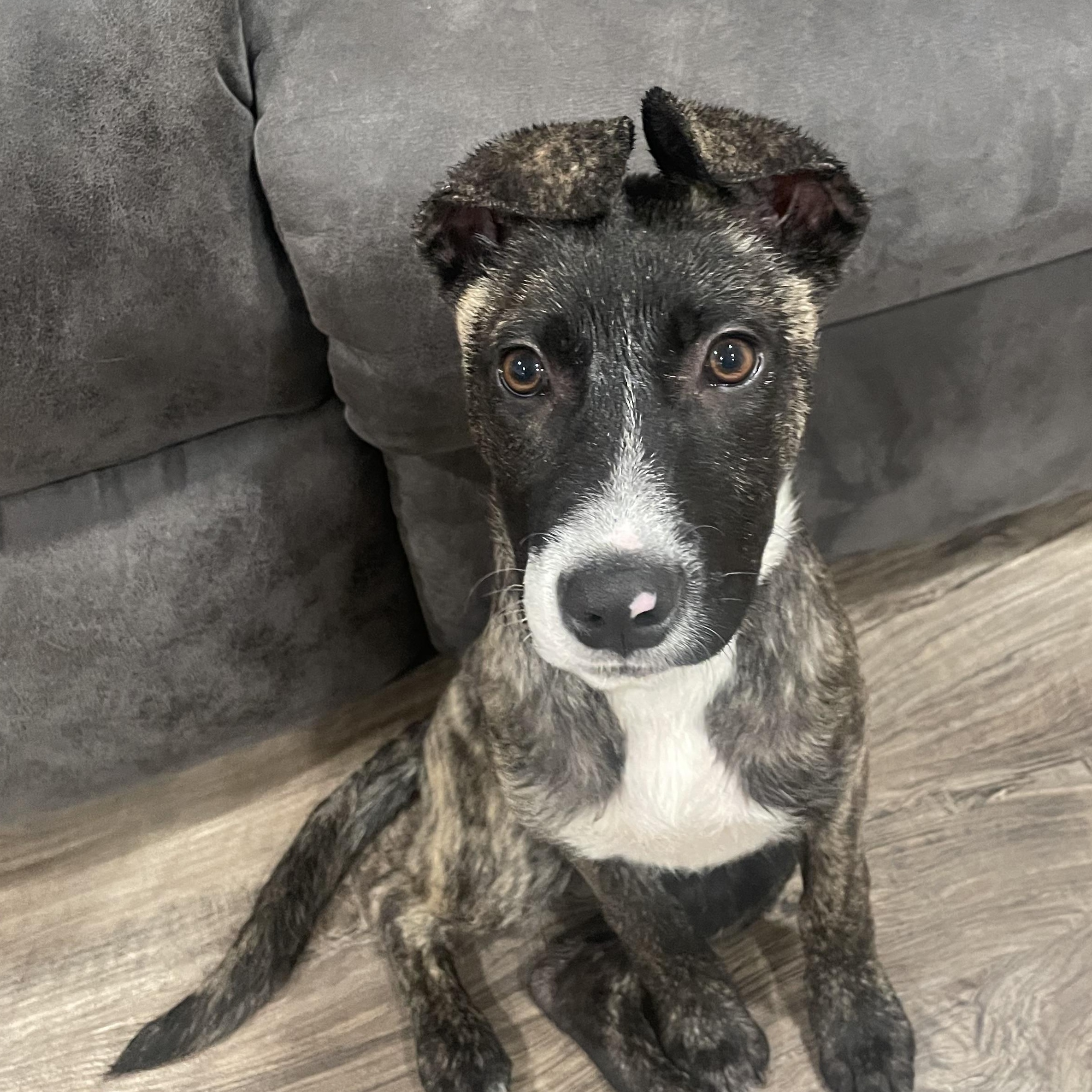 Enlarge Pinky, a Adoptable mixed breed in Potomac, MD image 1/6