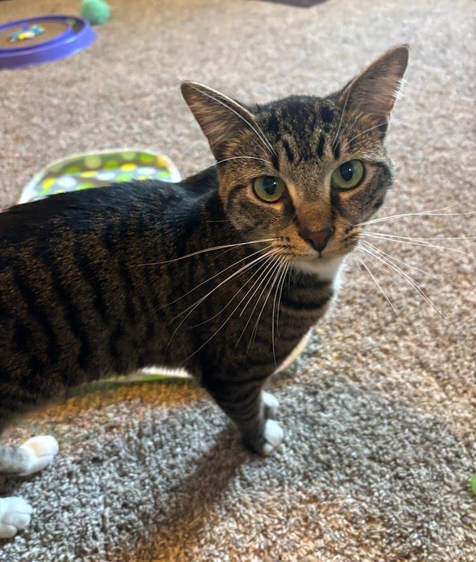 Socks, a Adoptable mixed breed in West Lafayette, IN image 1/4