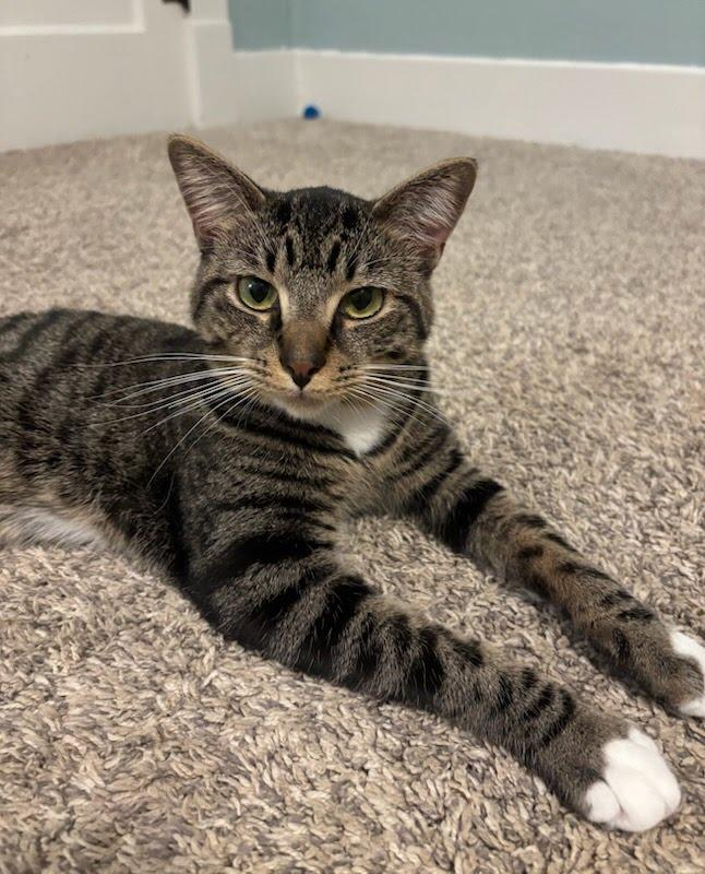 Socks, a Adoptable mixed breed in West Lafayette, IN image 2/4