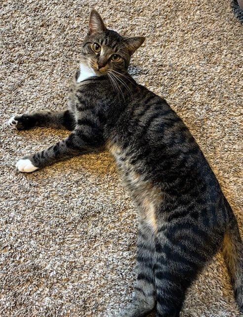 Socks, a Adoptable mixed breed in West Lafayette, IN image 4/4