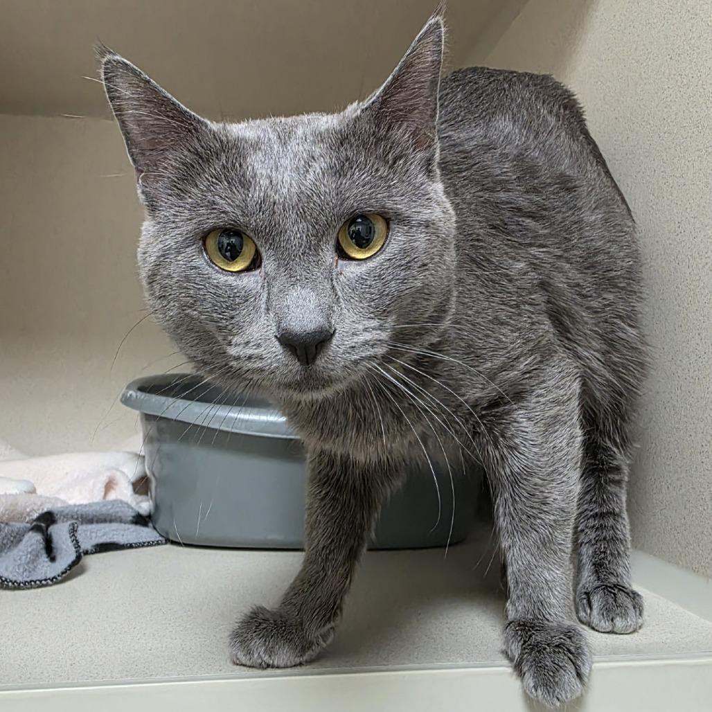 Enlarge Tom, a Adoptable Domestic Short Hair in Great Falls, MT image 1/3