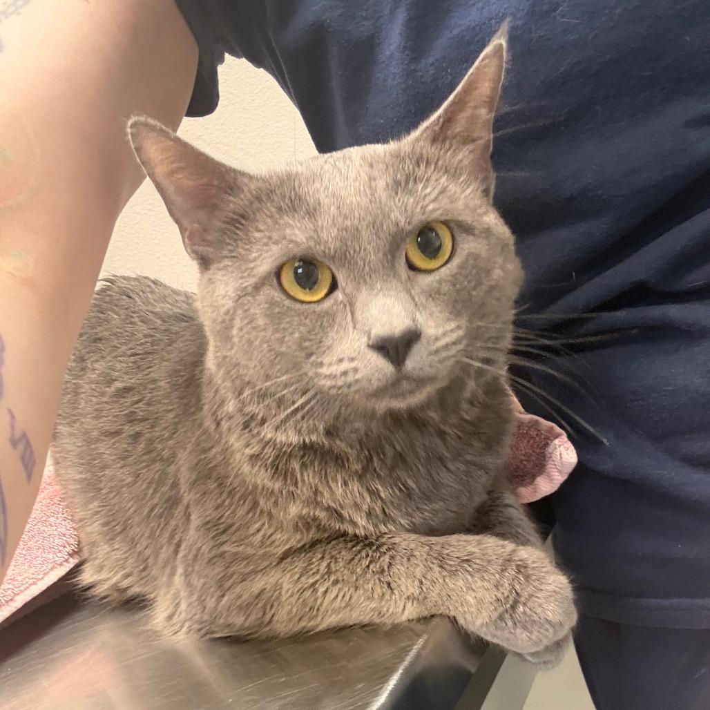 Enlarge Tom, a Adoptable Domestic Short Hair in Great Falls, MT image 2/3