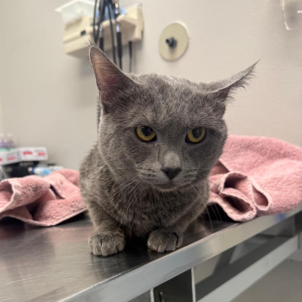 Enlarge Tom, a Adoptable Domestic Short Hair in Great Falls, MT image 3/3