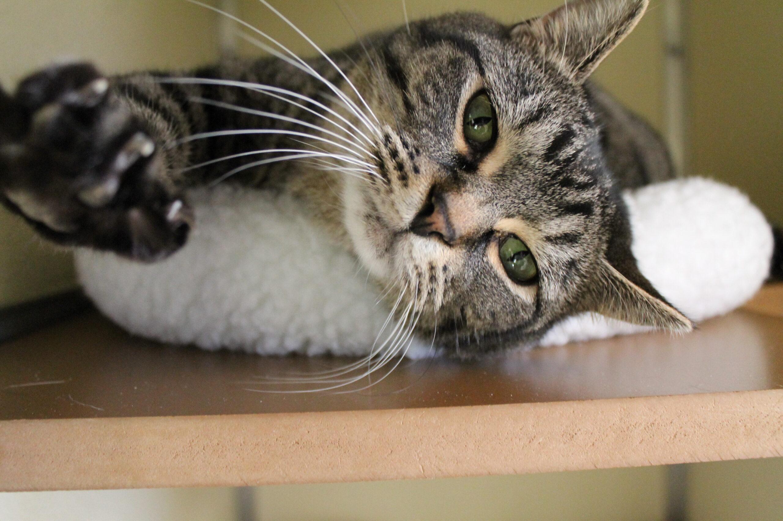 Brundage, adopted, Adult Male Domestic Short Hair.