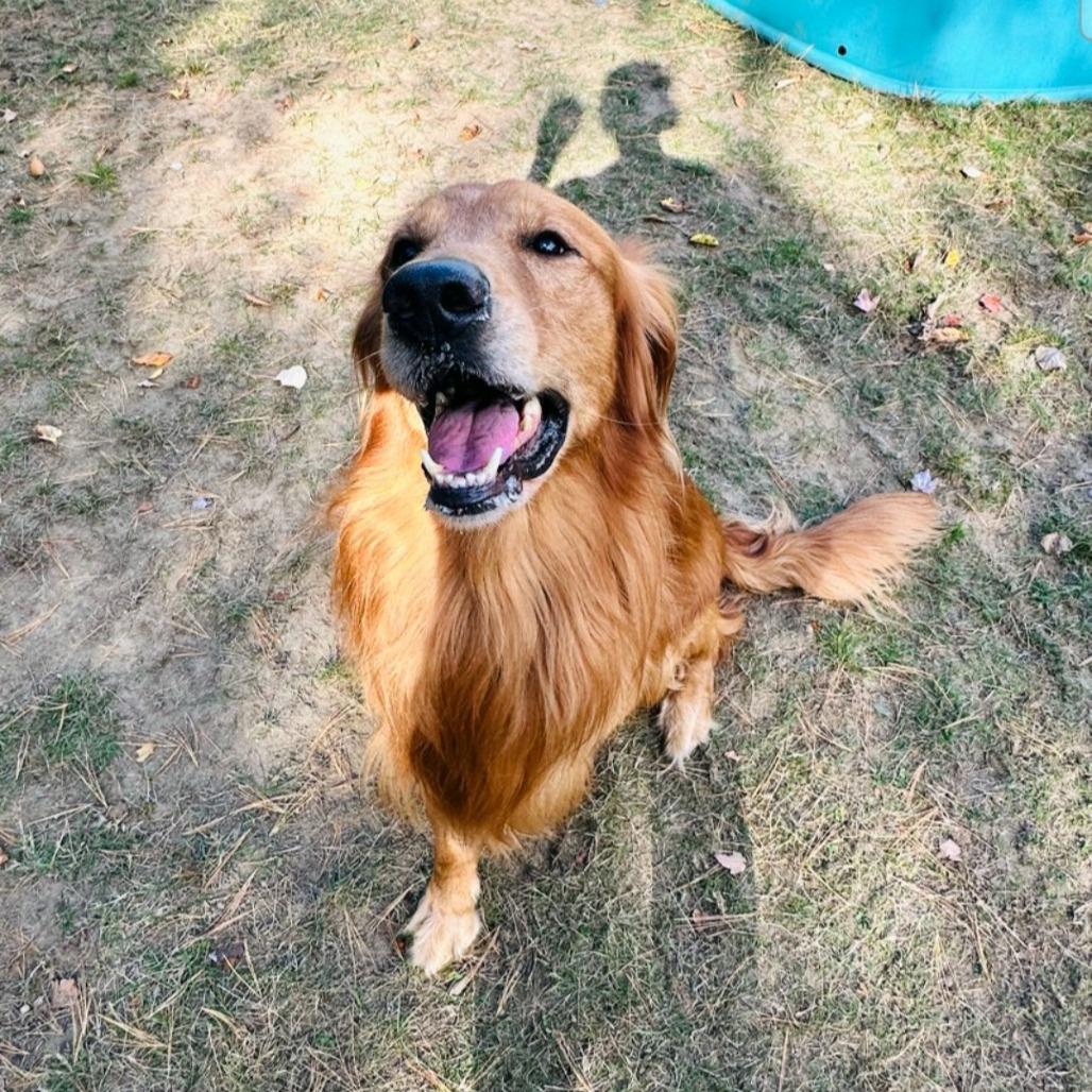 Enlarge Charlie-Available Soon!, a Adoptable Golden Retriever in Conway, NH image 2/4