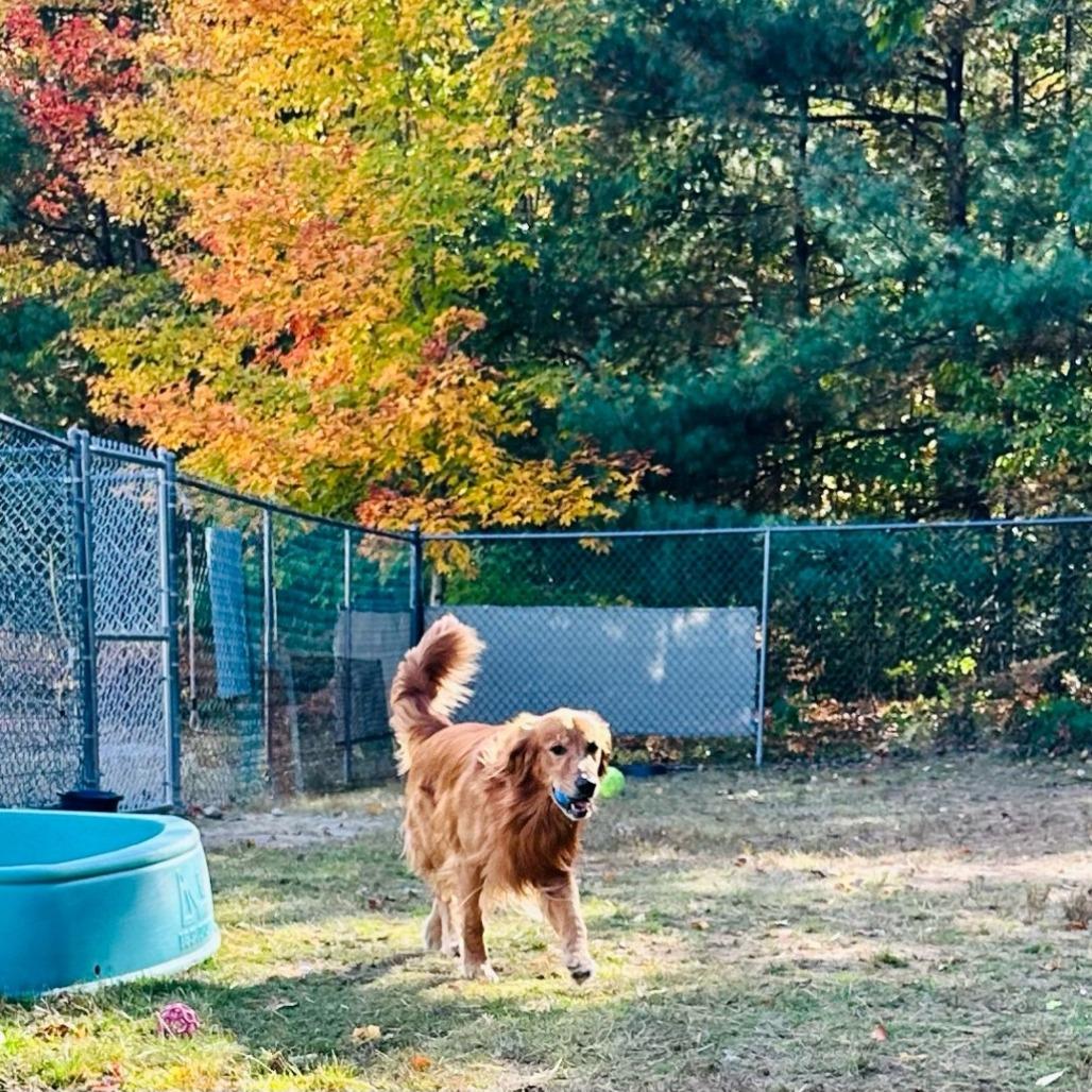 Enlarge Charlie-Available Soon!, a Adoptable Golden Retriever in Conway, NH image 3/4