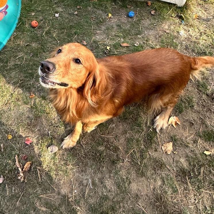 Enlarge Charlie-Available Soon!, a Adoptable Golden Retriever in Conway, NH image 4/4