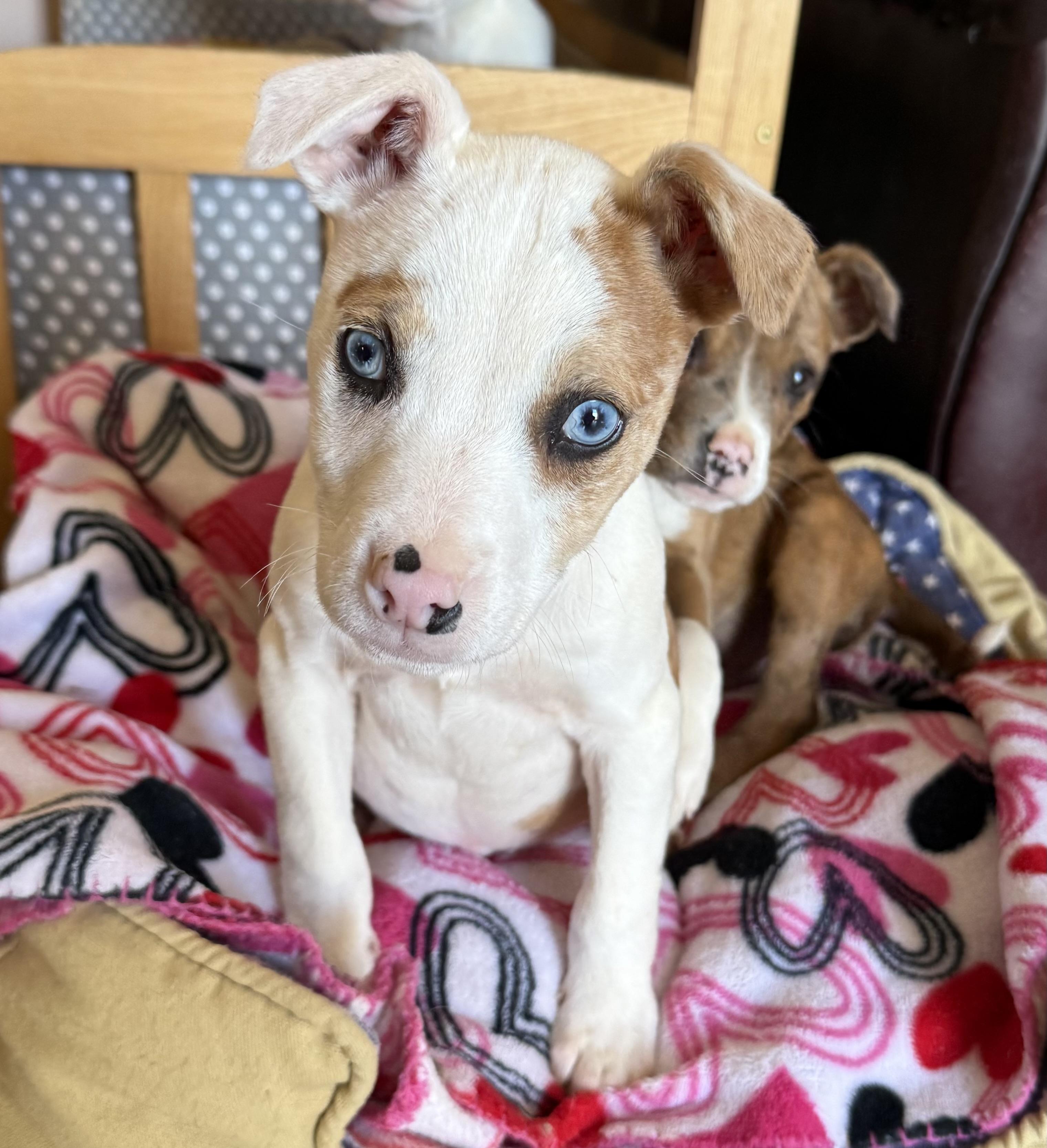 Enlarge Rose, an adopted mixed breed in Yadkinville, NC image 6/6