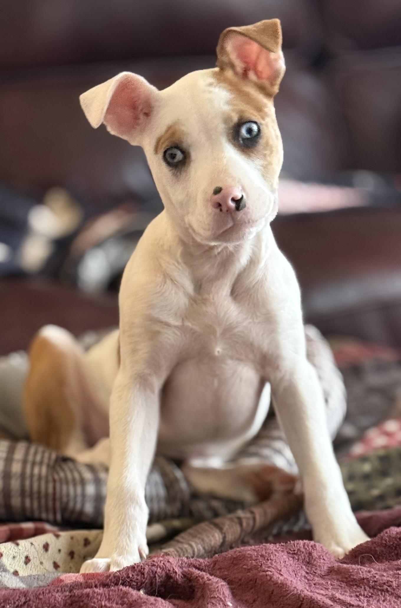 Enlarge Rose, an adopted mixed breed in Yadkinville, NC image 1/6
