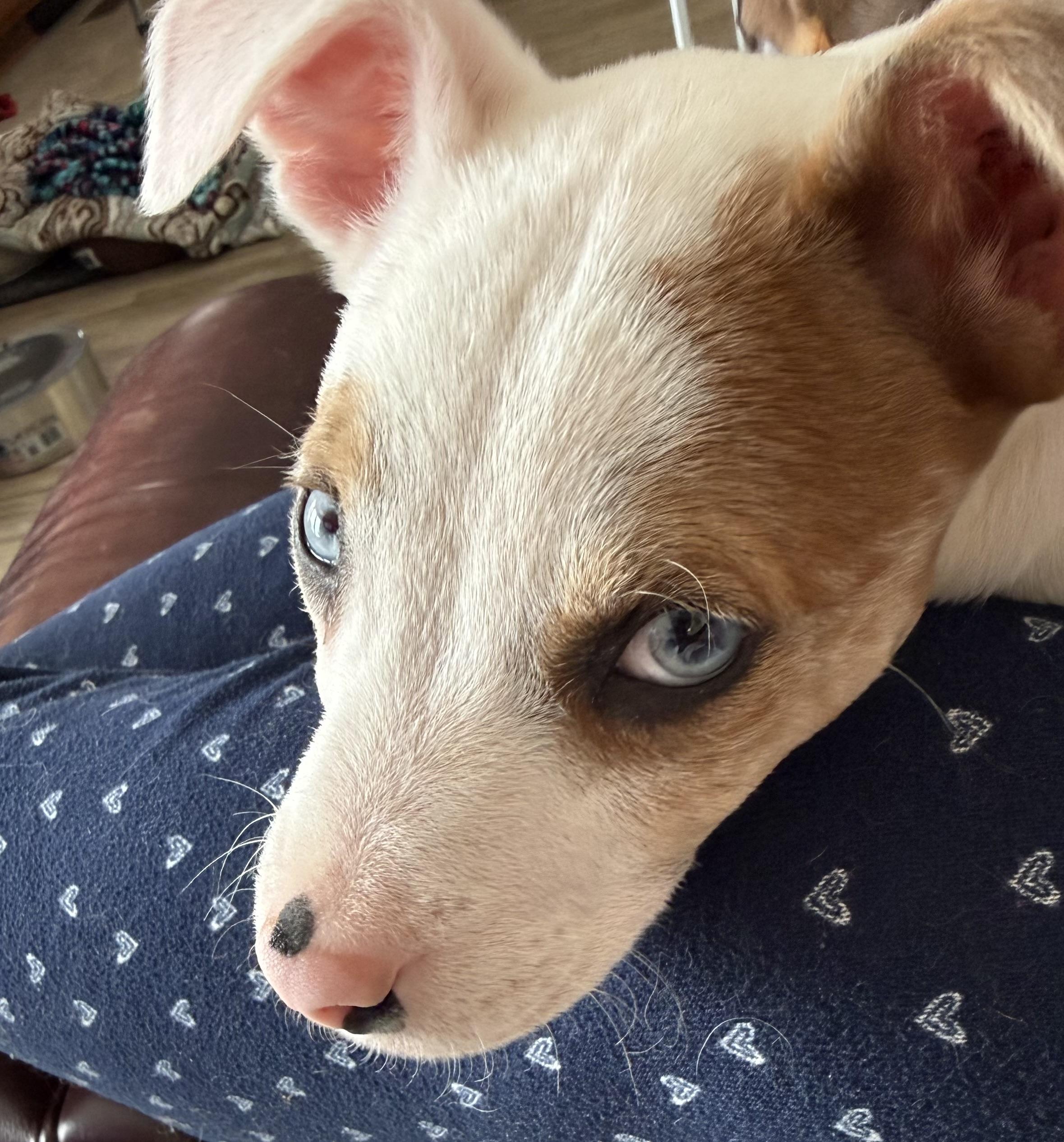 Enlarge Rose, an adopted mixed breed in Yadkinville, NC image 3/6