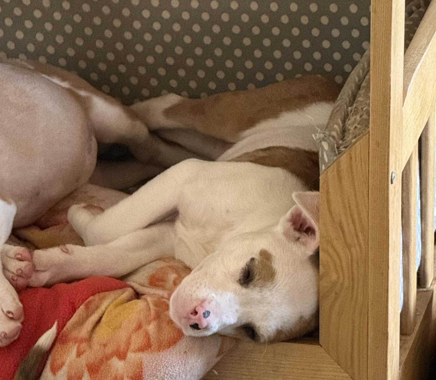 Enlarge Rose, an adopted mixed breed in Yadkinville, NC image 5/6