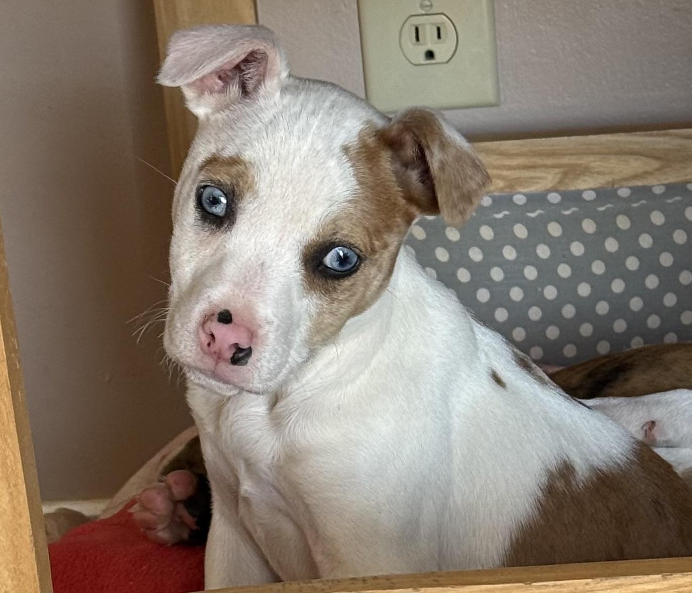 Enlarge Rose, an adopted mixed breed in Yadkinville, NC image 4/6