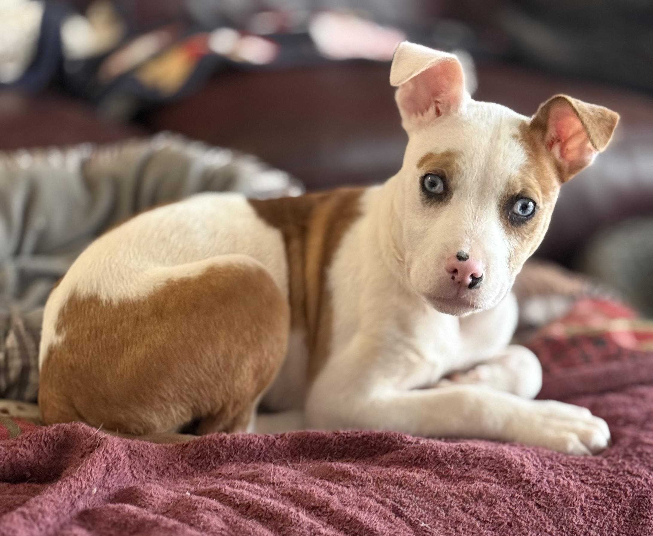 Enlarge Rose, an adopted mixed breed in Yadkinville, NC image 2/6