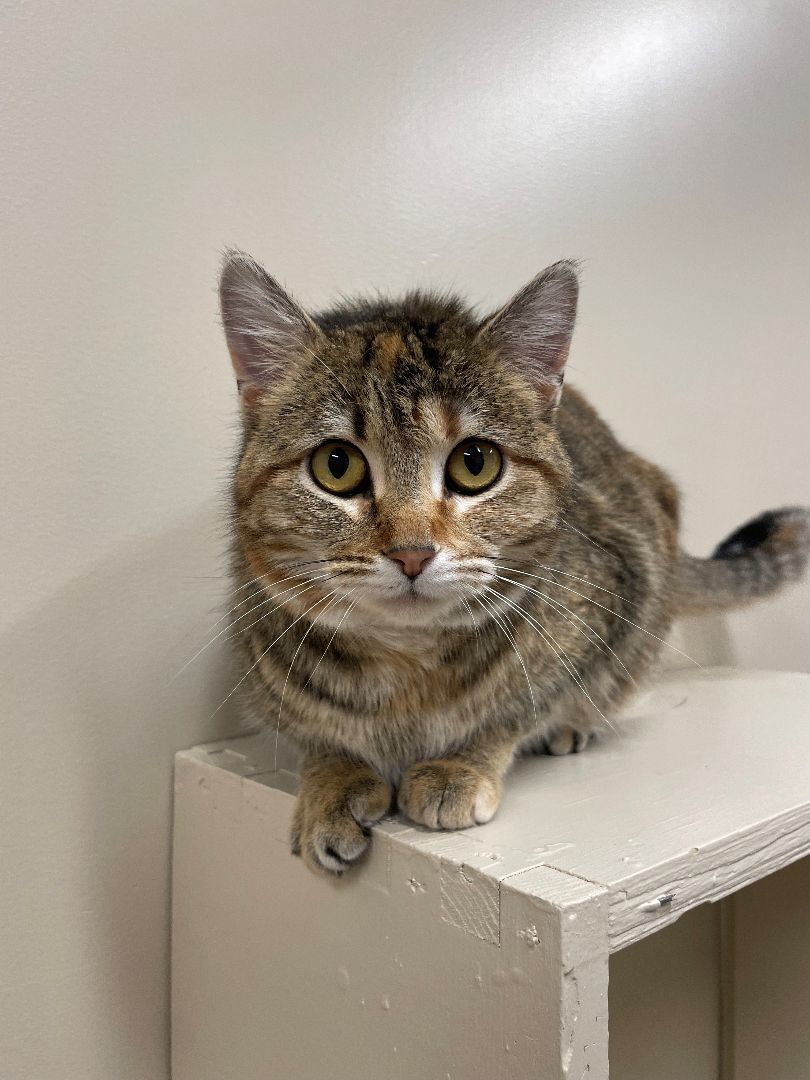 Sandi, an adopted Domestic Short Hair in Hackensack, MN_image-1